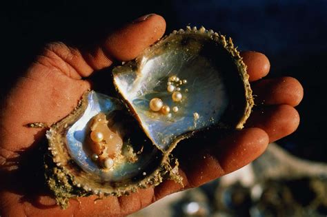 In fact, the mother of pearl is anything but a stress-induced entity. It is not a common gemstone created by pressure and heat in dusty and dark mines. It comes from the serene and beautiful ocean, nestled inside of the shells of mollusks. Most commonly, they are found coating the inside of oysters’ shells. Interestingly, the mother of pearls ...
